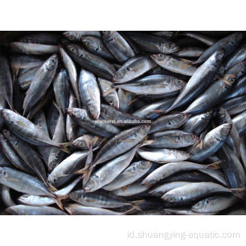 Musim Baru BQF Horse Mackerel Trachurus Japonicus Fish